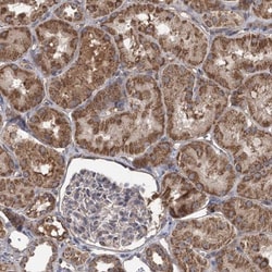RWDD4A Antibody, Novus Biologicals 0.1mL; Unlabeled:Antibodies, Polyclonal